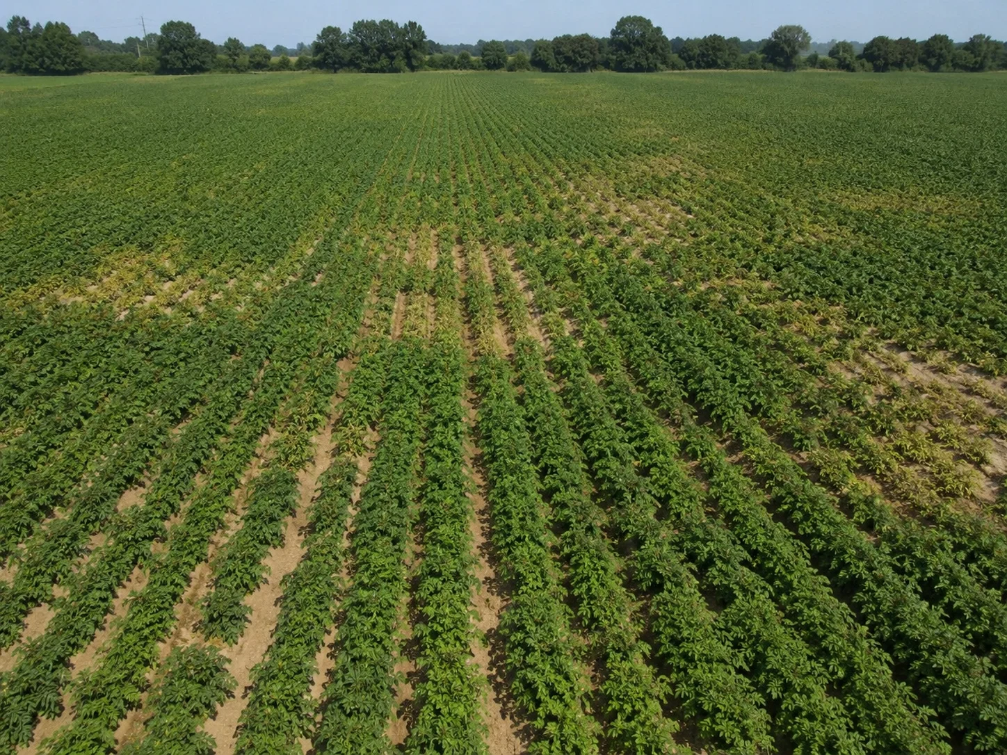 Aardappelmoeheid, oefenbeeld uit de AgriLearn-beeldenbank