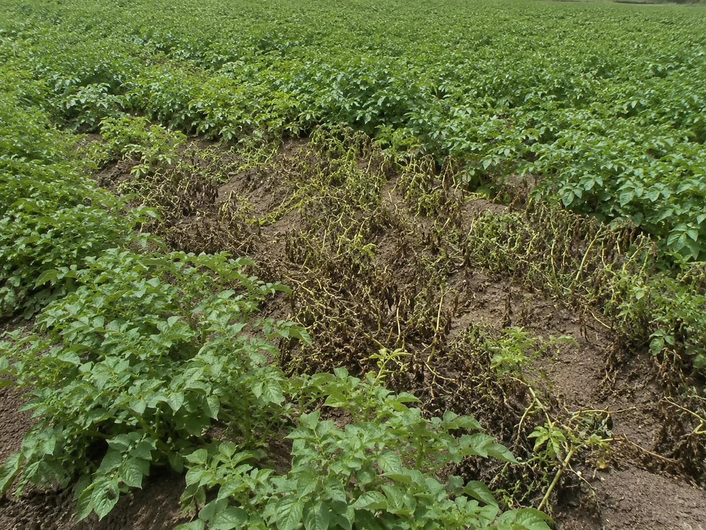 Aardappelziekte - aardappel, oefenbeeld uit de AgriLearn-beeldenbank