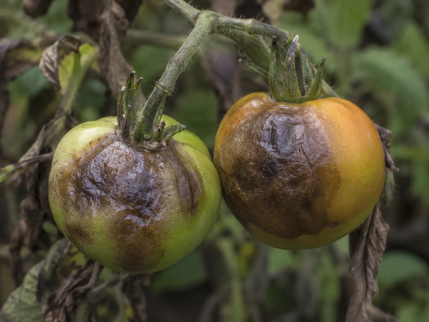 Aardappelziekte - tomaat, oefenbeeld uit de AgriLearn-beeldenbank