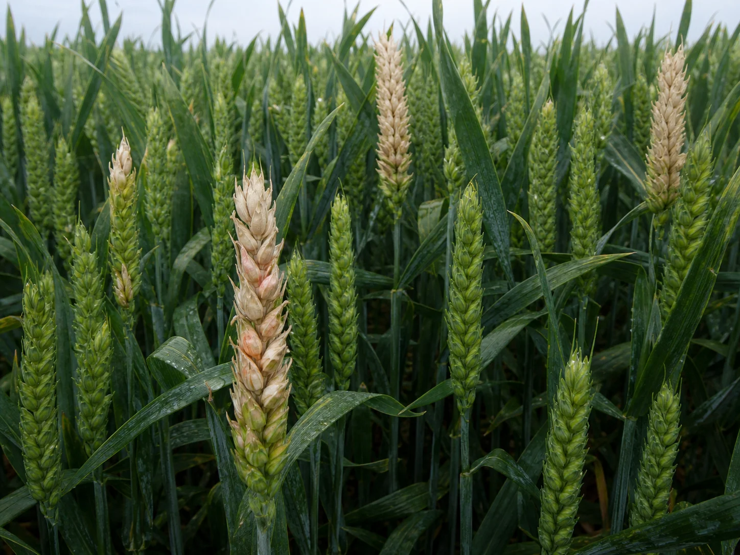 Aarfusarium, oefenbeeld uit de AgriLearn-beeldenbank