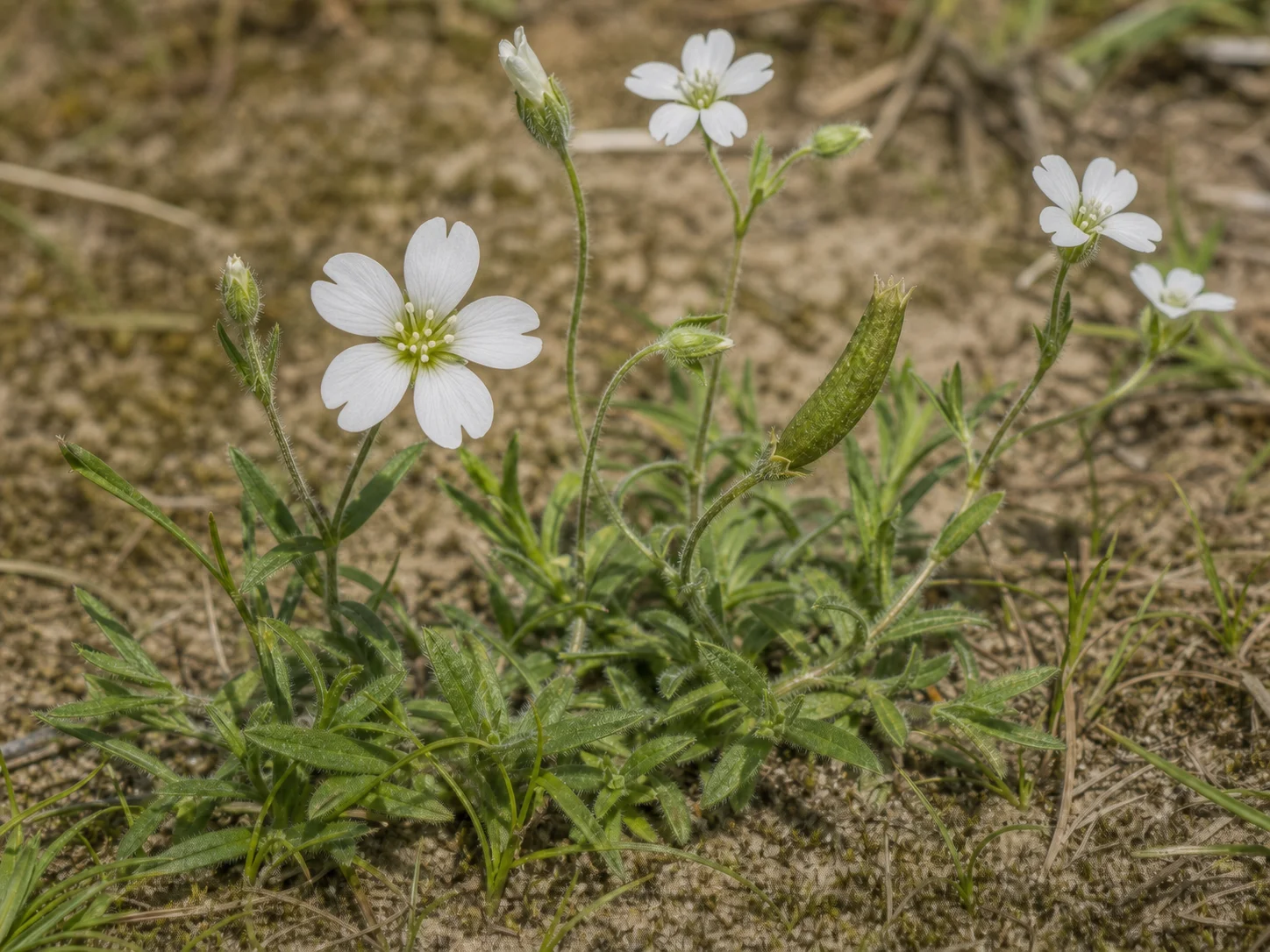 Akkerhoornbloem, oefenbeeld uit de AgriLearn-beeldenbank