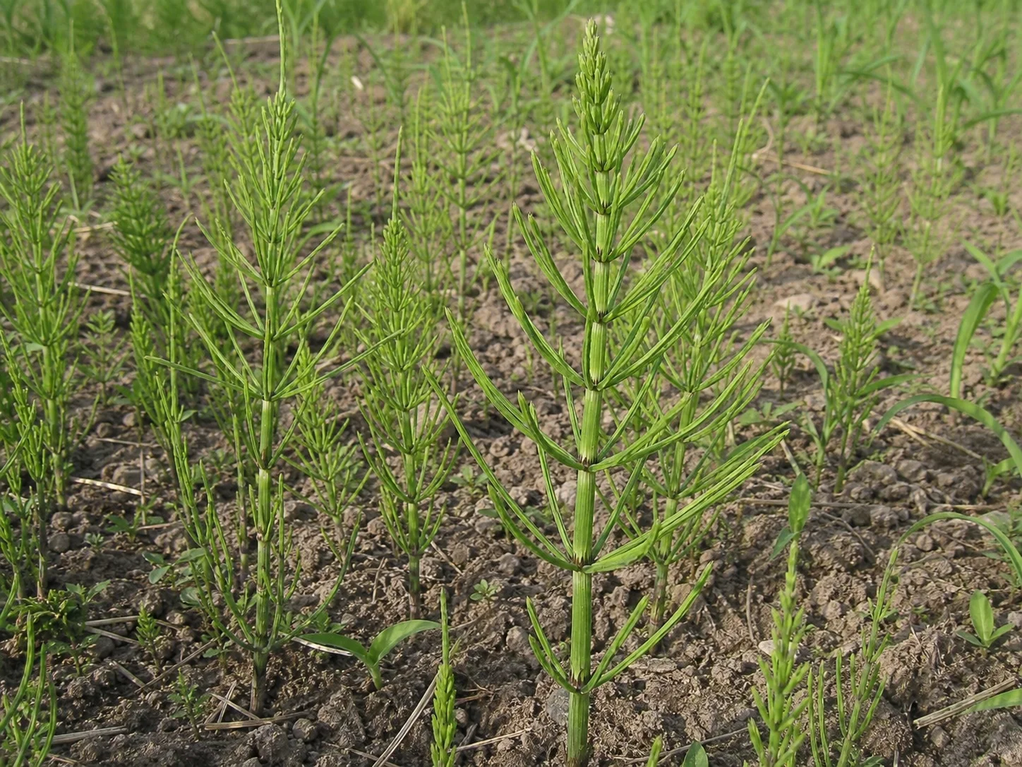 Akkerpaardenstaart of heermoes, oefenbeeld uit de AgriLearn-beeldenbank