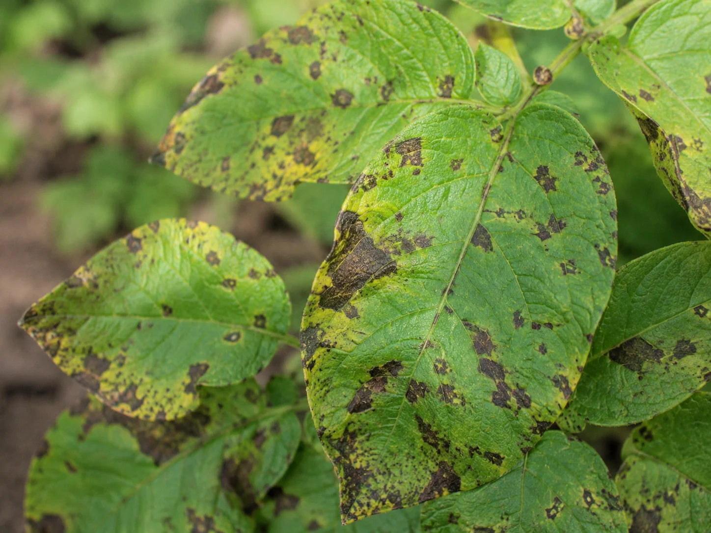 Alternaria - Aardappel, oefenbeeld uit de AgriLearn-beeldenbank