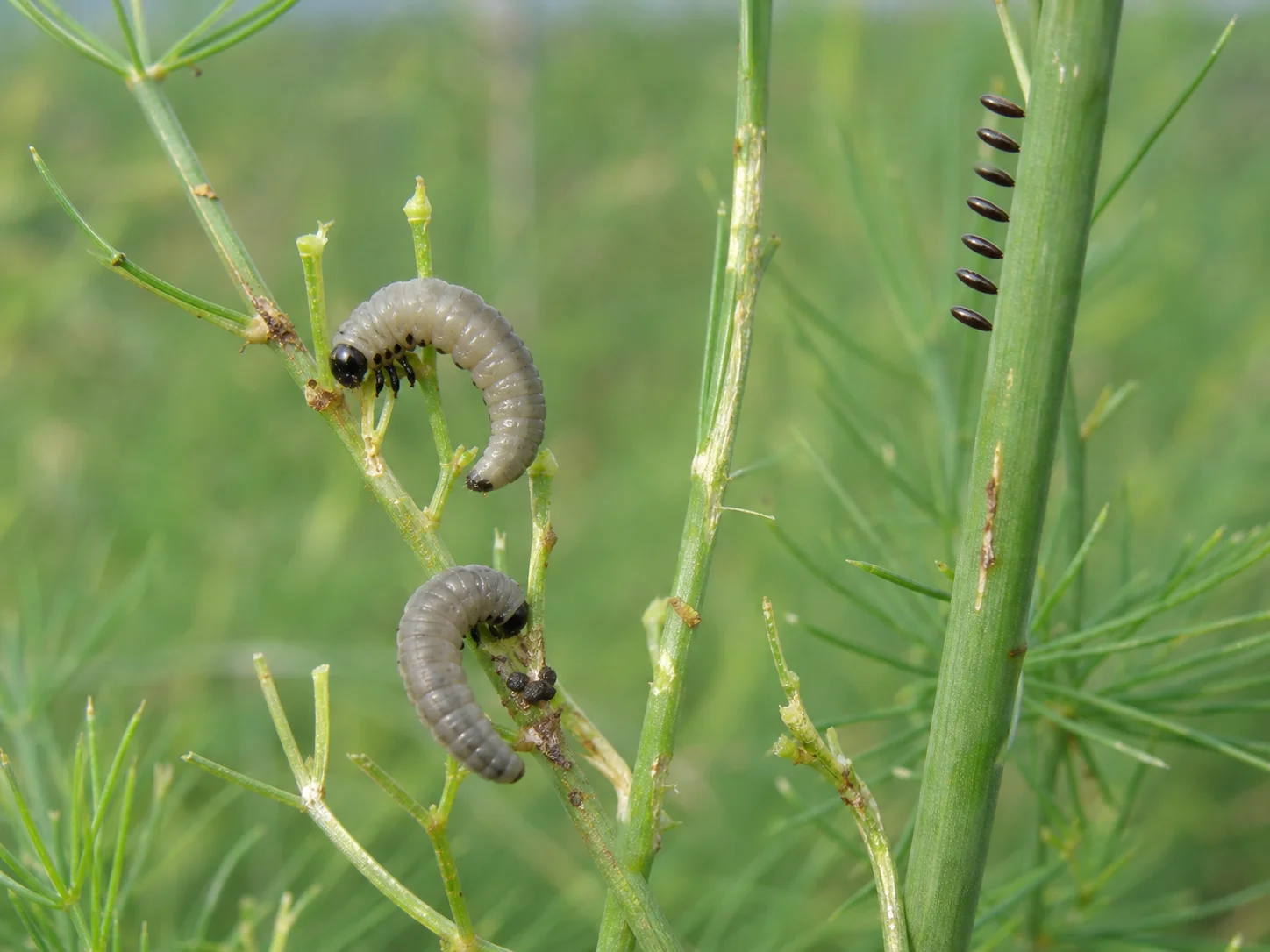 Aspergekever, oefenbeeld uit de AgriLearn-beeldenbank