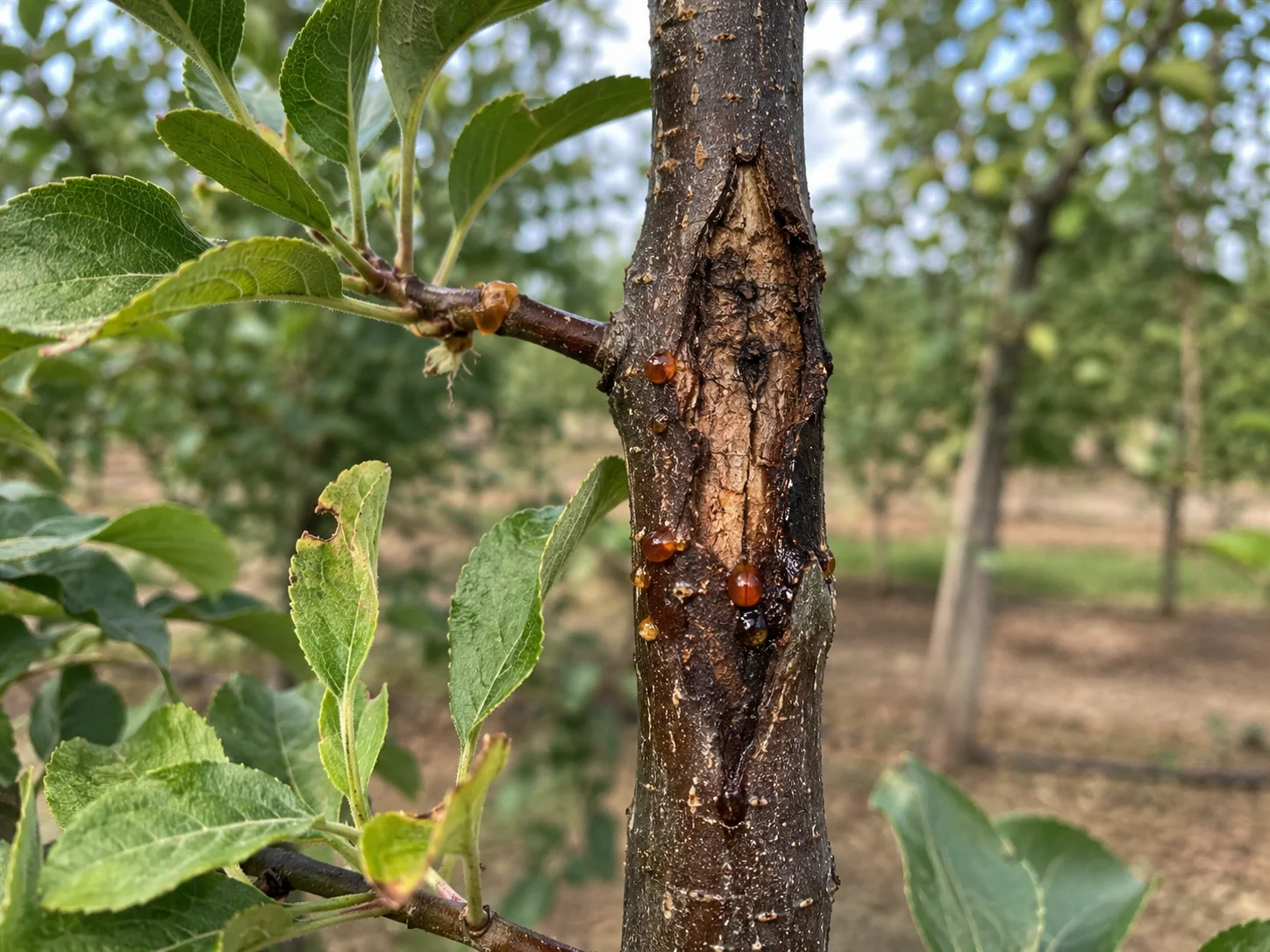 Bacterievuur, oefenbeeld uit de AgriLearn-beeldenbank