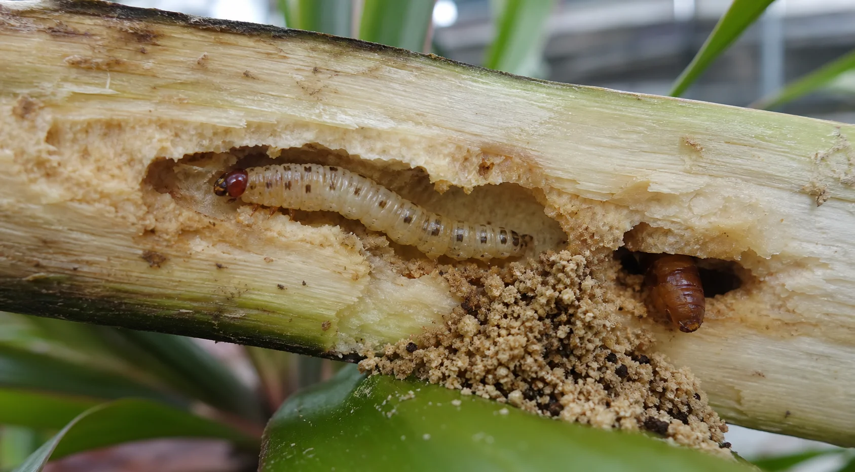 Bananenmot, oefenbeeld uit de AgriLearn-beeldenbank