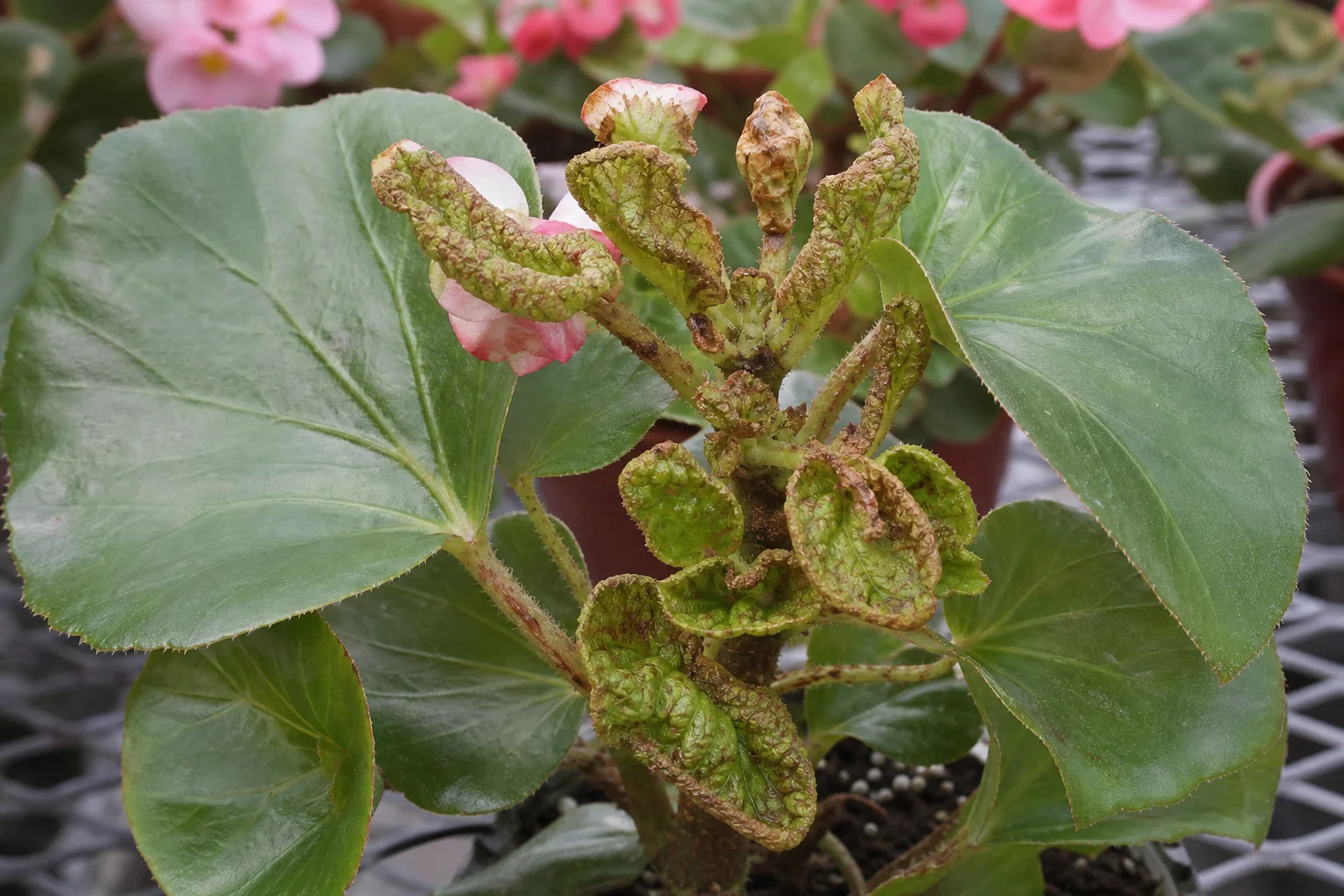 Begoniamijt, oefenbeeld uit de AgriLearn-beeldenbank