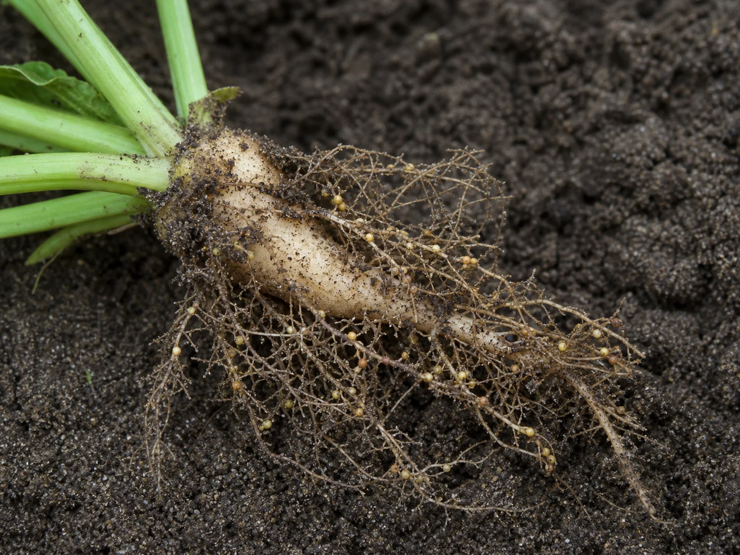 Bietenmoeheid - geel bietencysteaaltje, oefenbeeld uit de AgriLearn-beeldenbank
