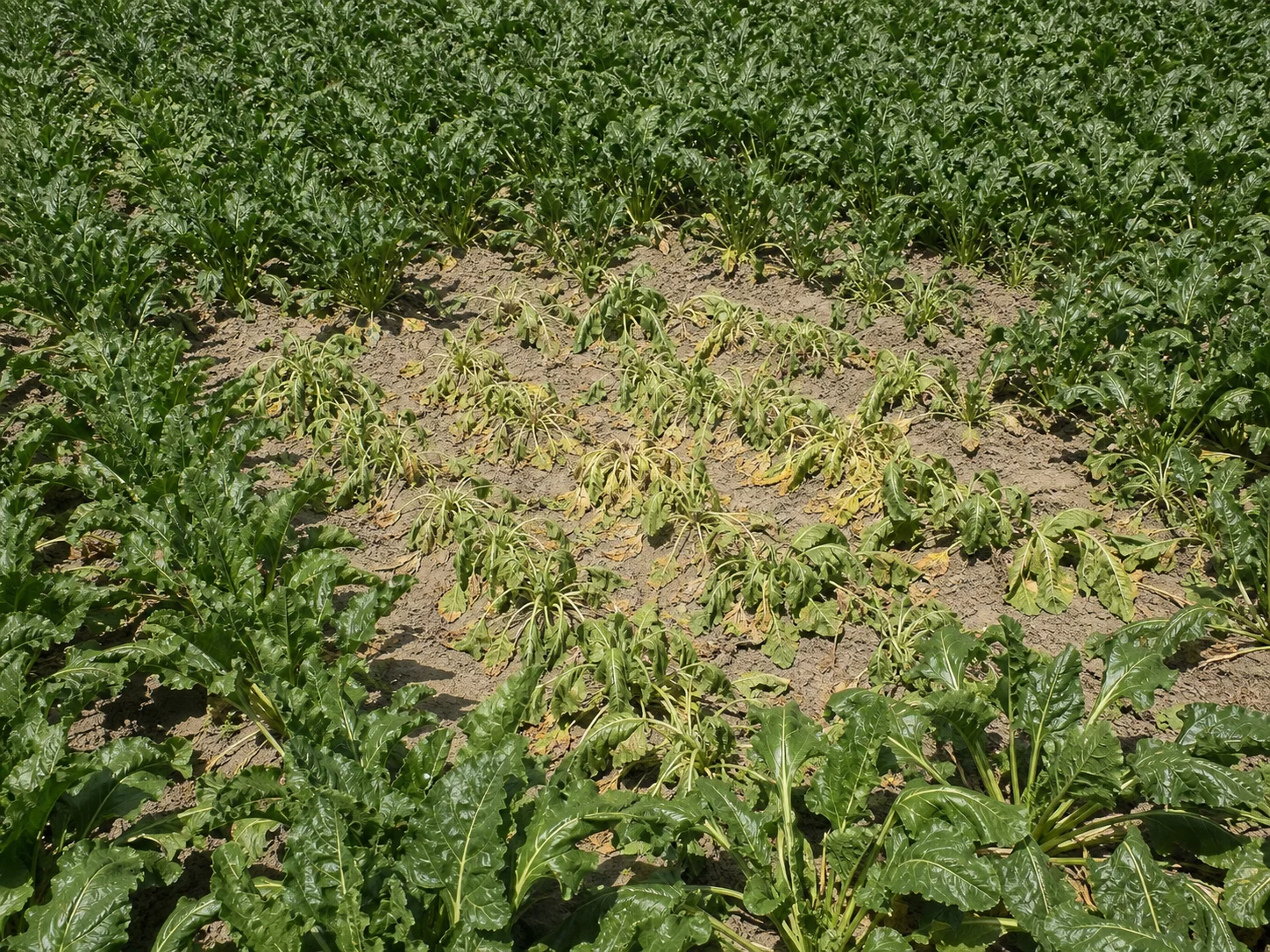 Bietenmoeheid - wit bietencysteaaltje, oefenbeeld uit de AgriLearn-beeldenbank