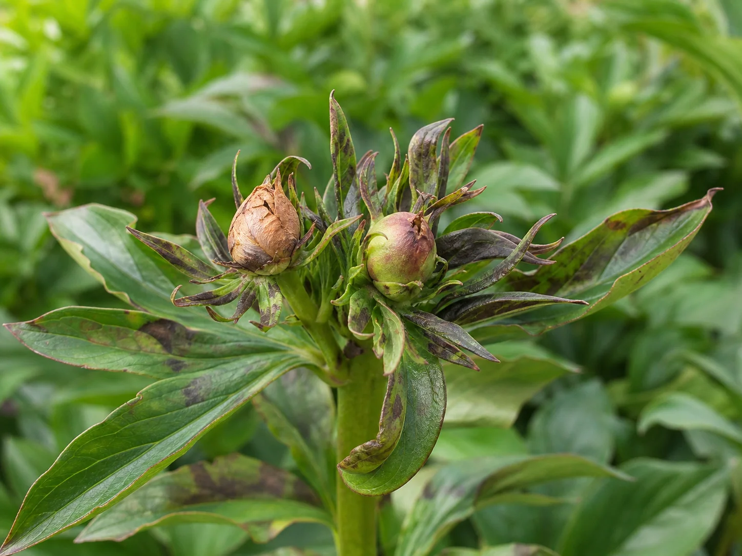 Bladaaltje, oefenbeeld uit de AgriLearn-beeldenbank