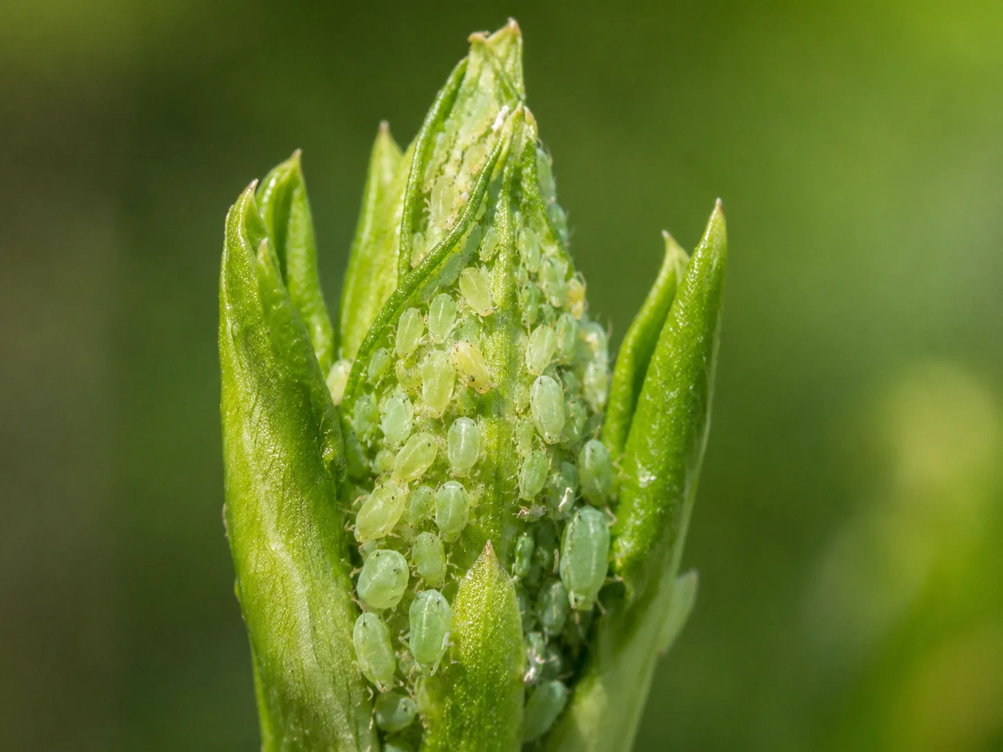 Bladluis - tulp, oefenbeeld uit de AgriLearn-beeldenbank
