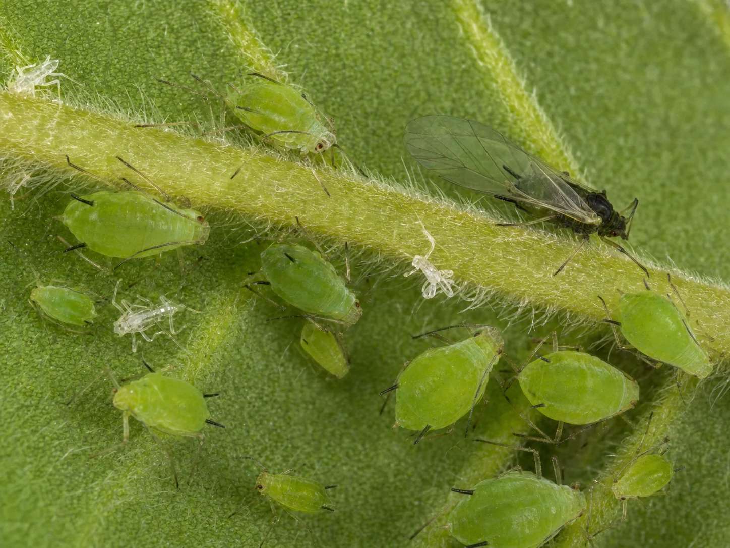 Bladluizen, oefenbeeld uit de AgriLearn-beeldenbank