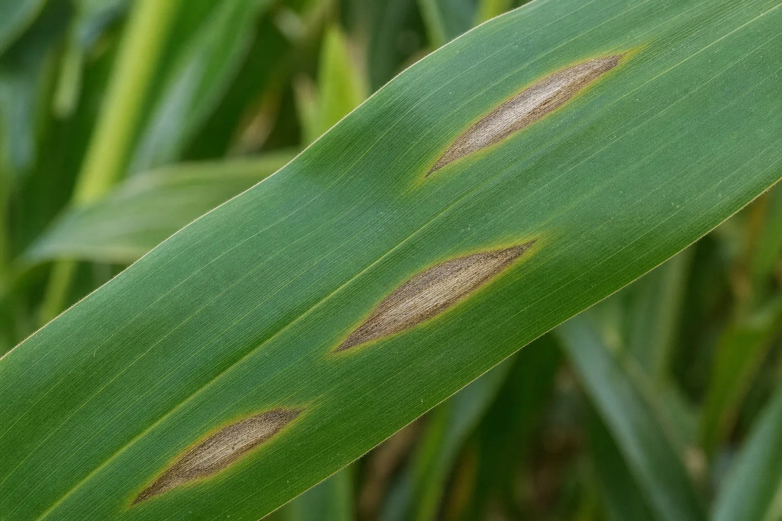 Bladvlekkenziekte - maïs, oefenbeeld uit de AgriLearn-beeldenbank