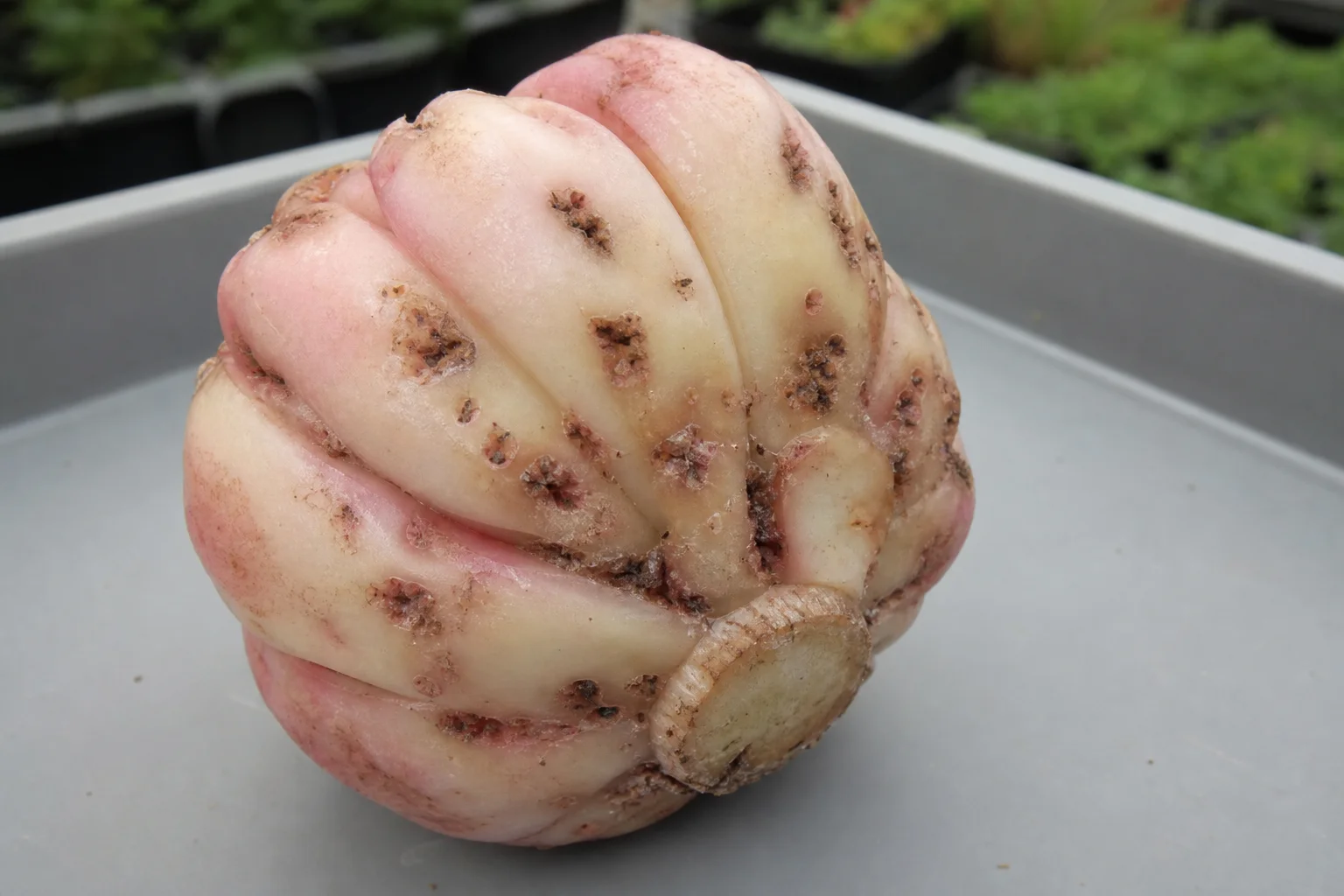 Bollenmijt - lelie, oefenbeeld uit de AgriLearn-beeldenbank