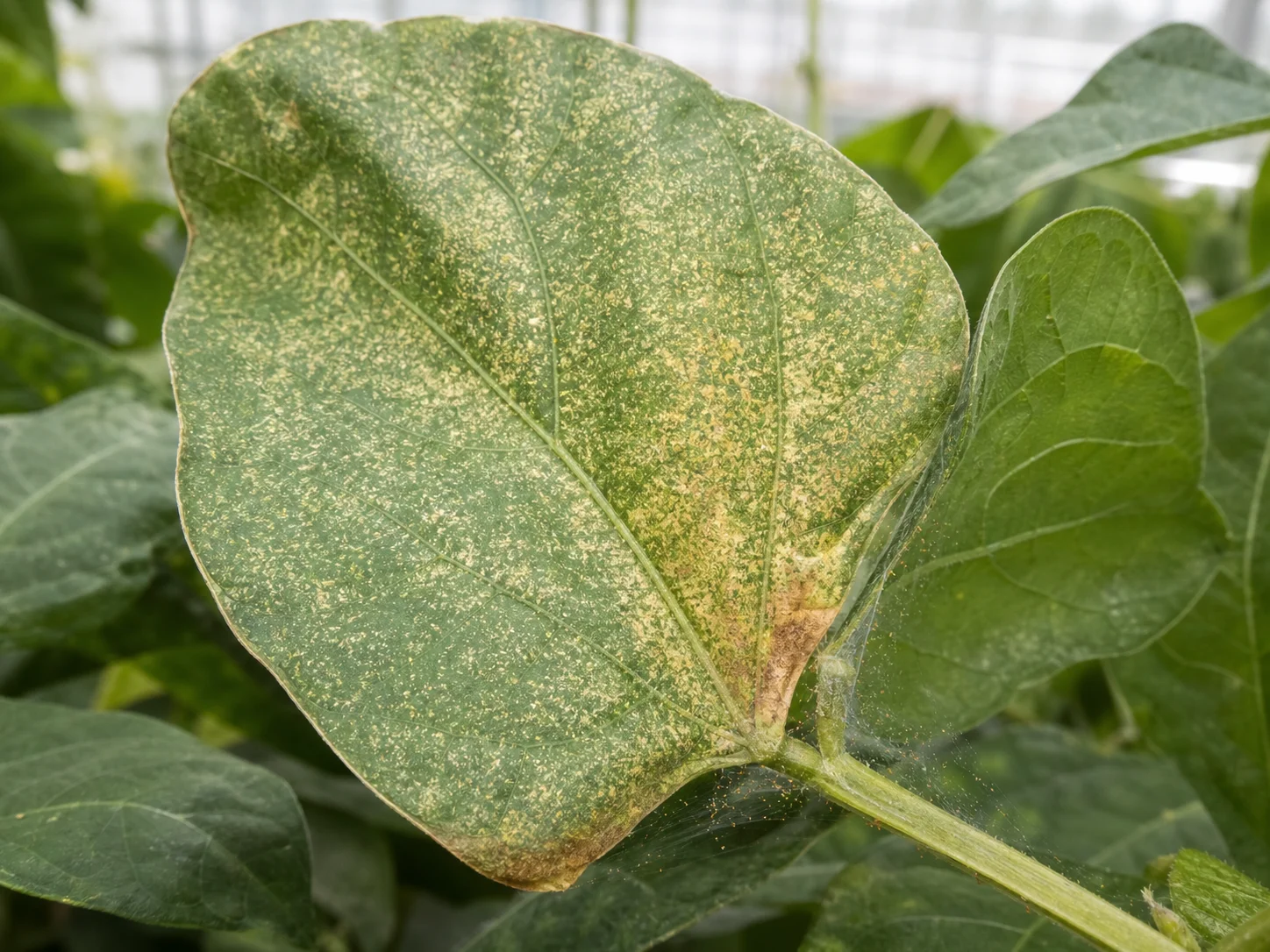 Bonenspintmijt - kasspint, oefenbeeld uit de AgriLearn-beeldenbank