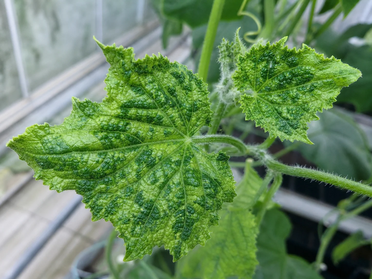 Bont - Komkommerbontvirus, oefenbeeld uit de AgriLearn-beeldenbank