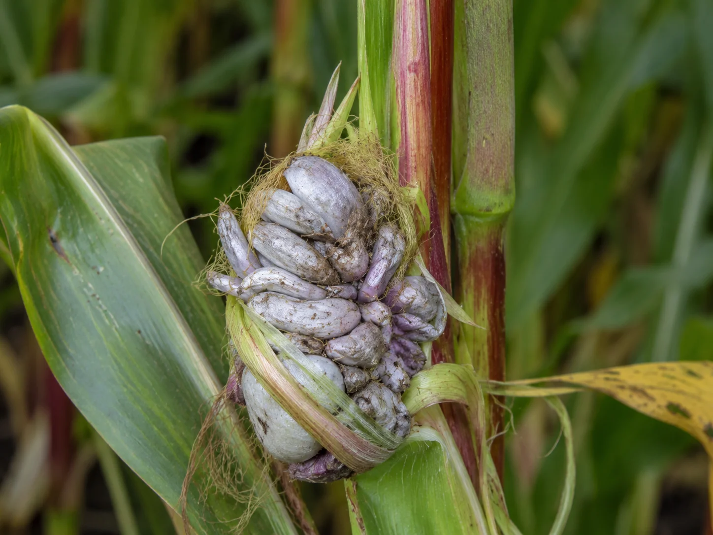 Builenbrand - mais, oefenbeeld uit de AgriLearn-beeldenbank