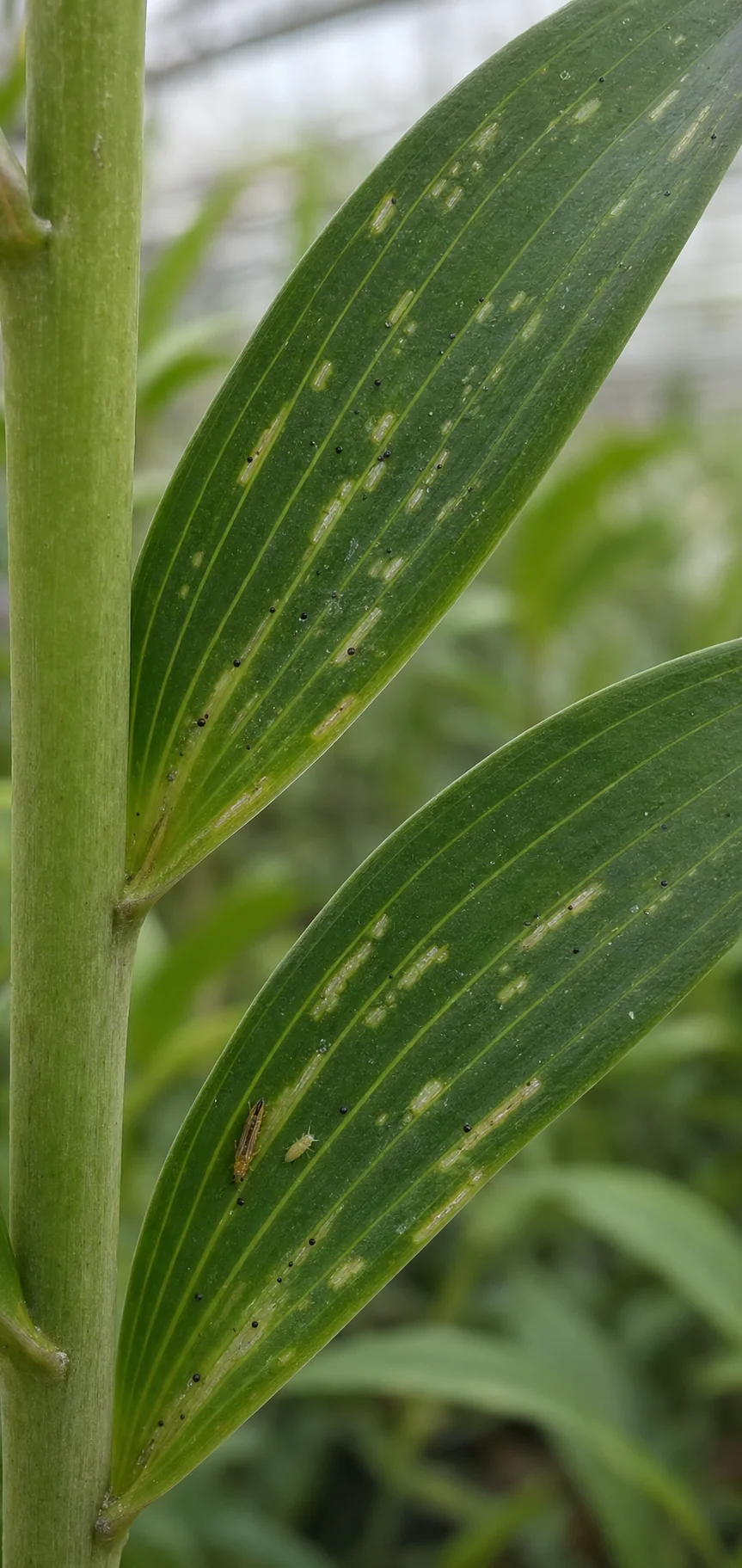 Californische trips - lelie, oefenbeeld uit de AgriLearn-beeldenbank