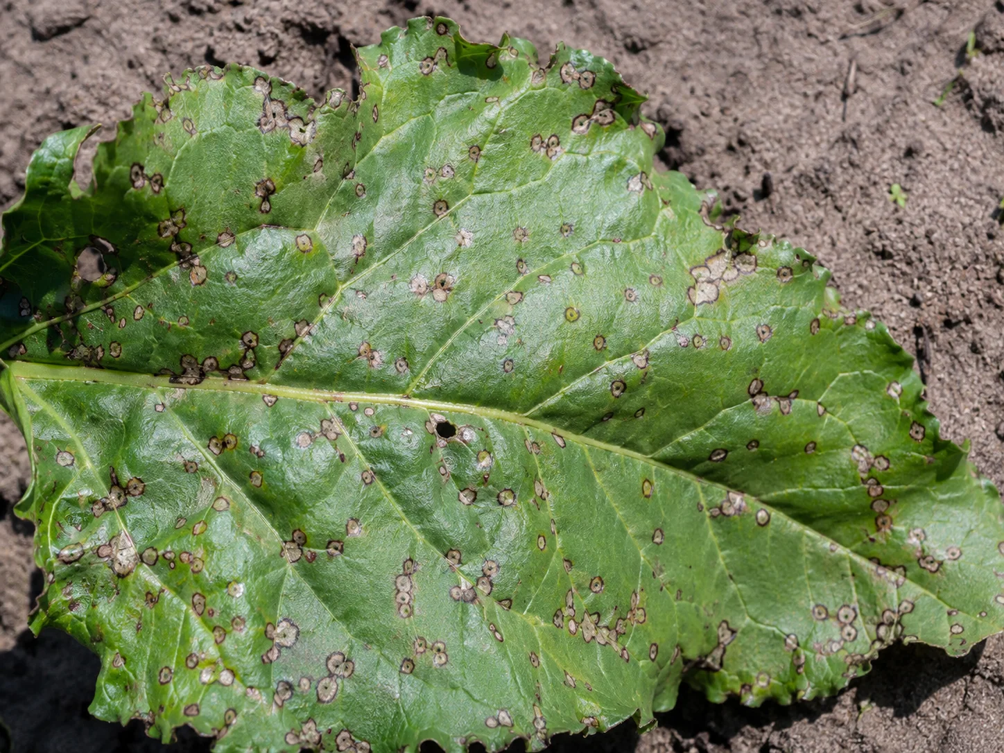 Cercospora bladvlekkenziekte, oefenbeeld uit de AgriLearn-beeldenbank