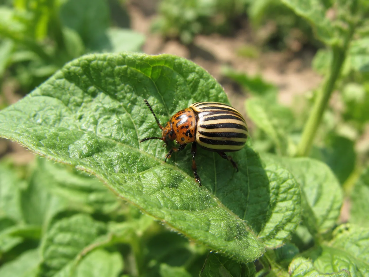 Coloradokever, oefenbeeld uit de AgriLearn-beeldenbank