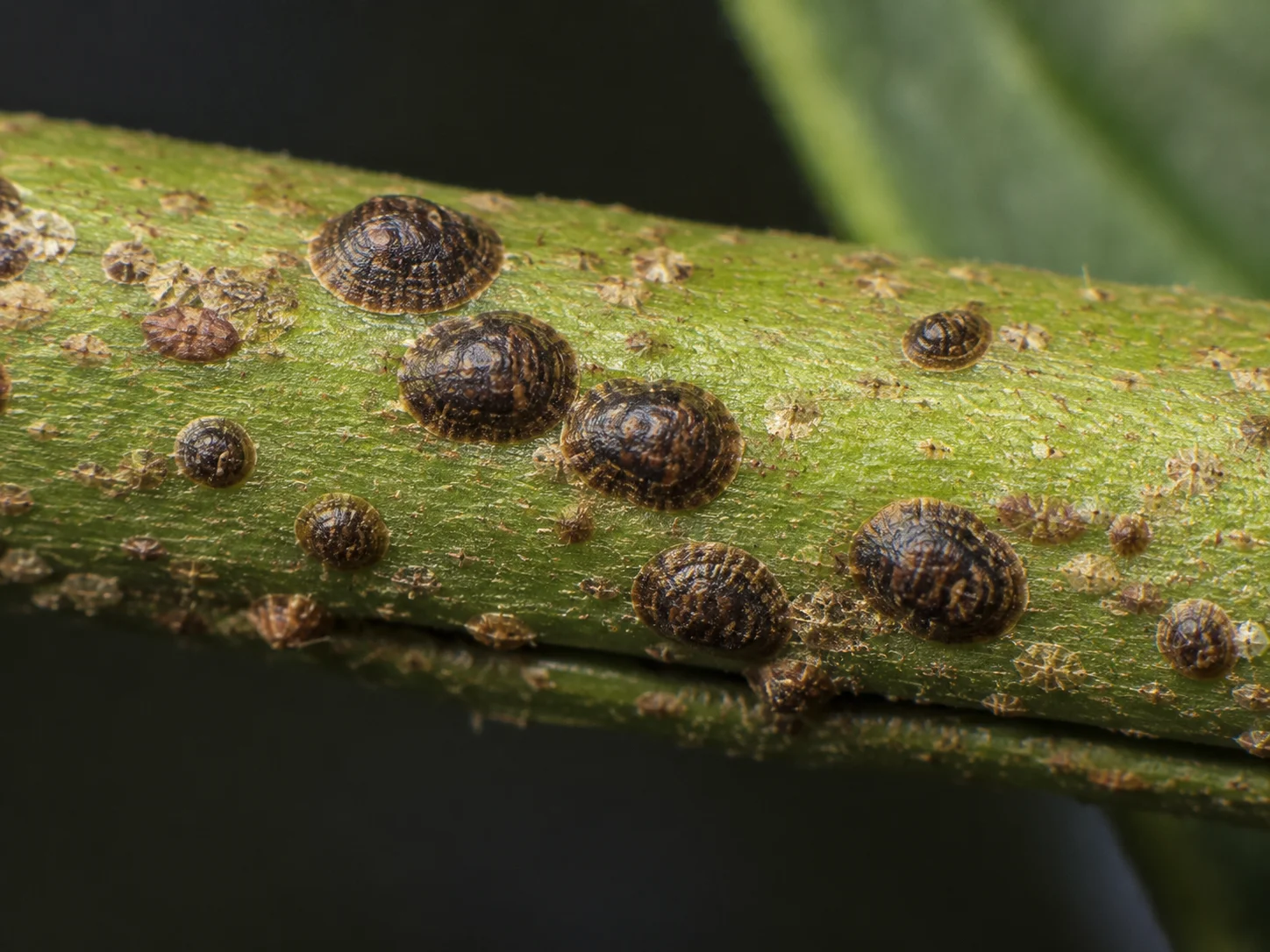 Dopluis - algemeen, oefenbeeld uit de AgriLearn-beeldenbank