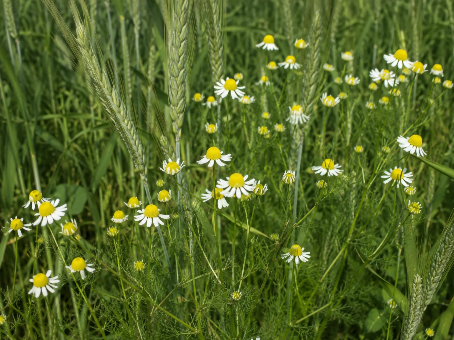 Echte kamille, oefenbeeld uit de AgriLearn-beeldenbank