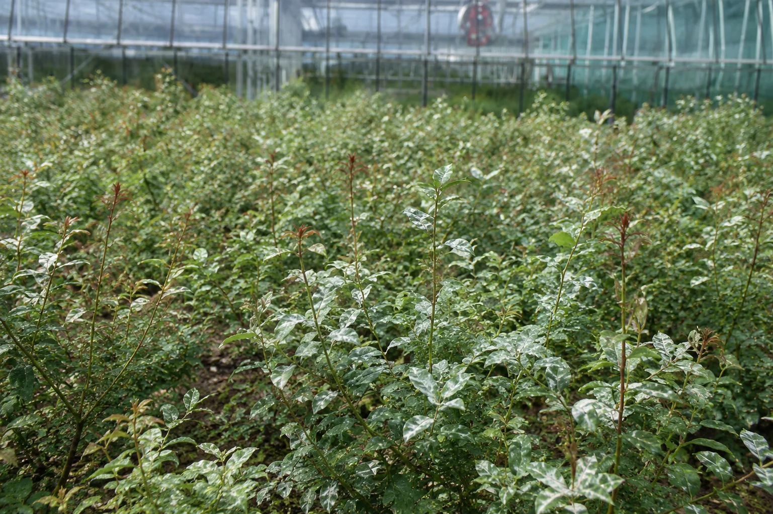 Echte meeldauw - algemeen, oefenbeeld uit de AgriLearn-beeldenbank