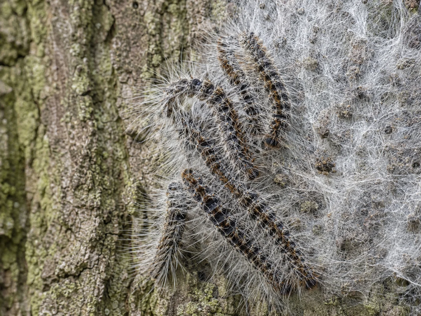 Eikenprocessierups, oefenbeeld uit de AgriLearn-beeldenbank