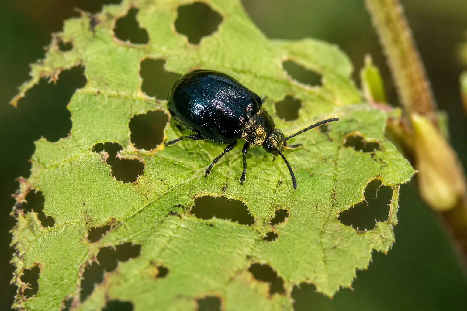 Elzenhaantje, oefenbeeld uit de AgriLearn-beeldenbank