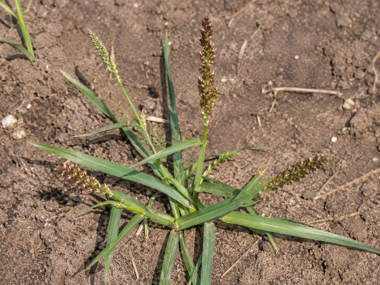 Europese hanenpoot, oefenbeeld uit de AgriLearn-beeldenbank