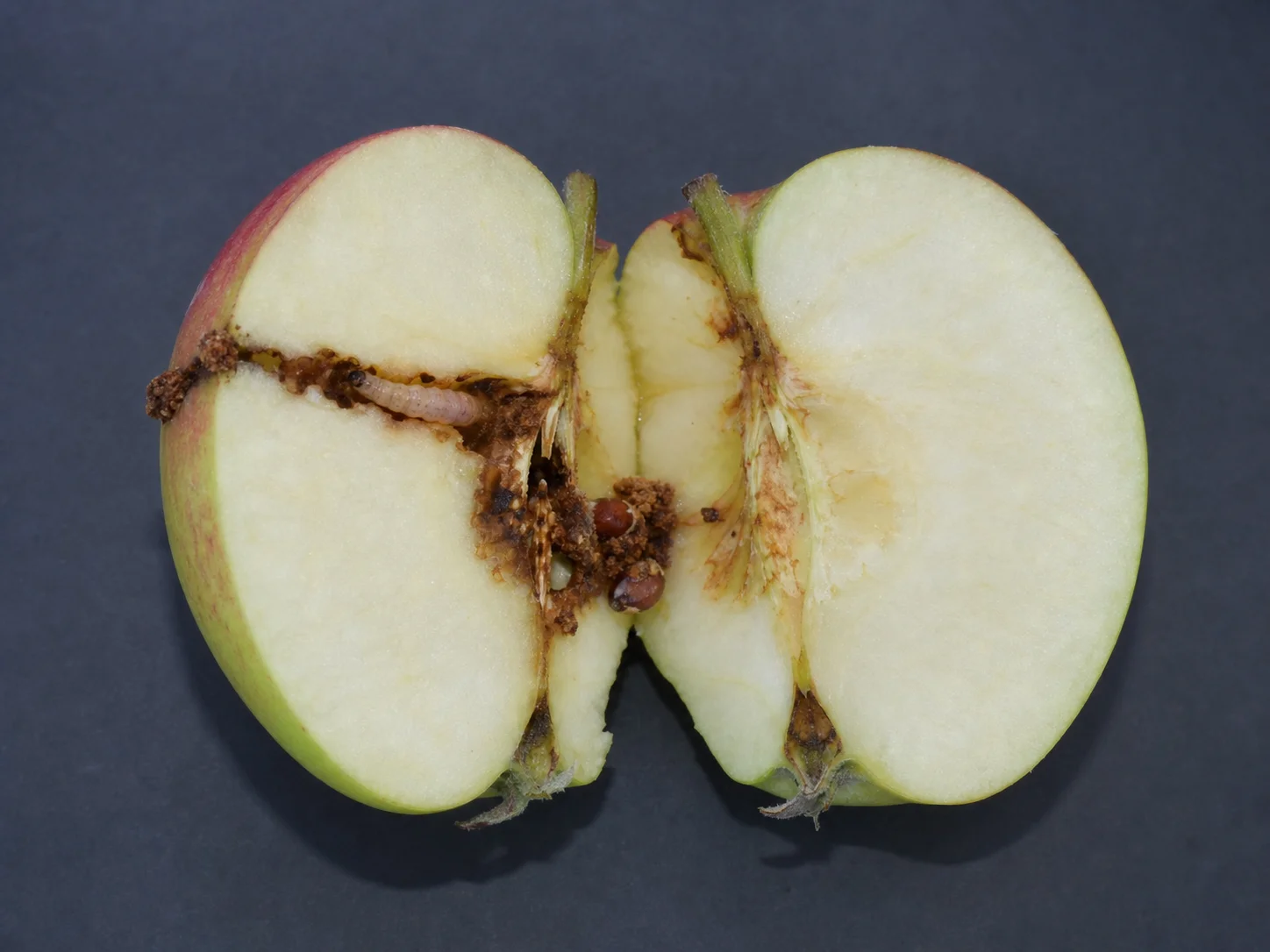 Fruitmot, oefenbeeld uit de AgriLearn-beeldenbank
