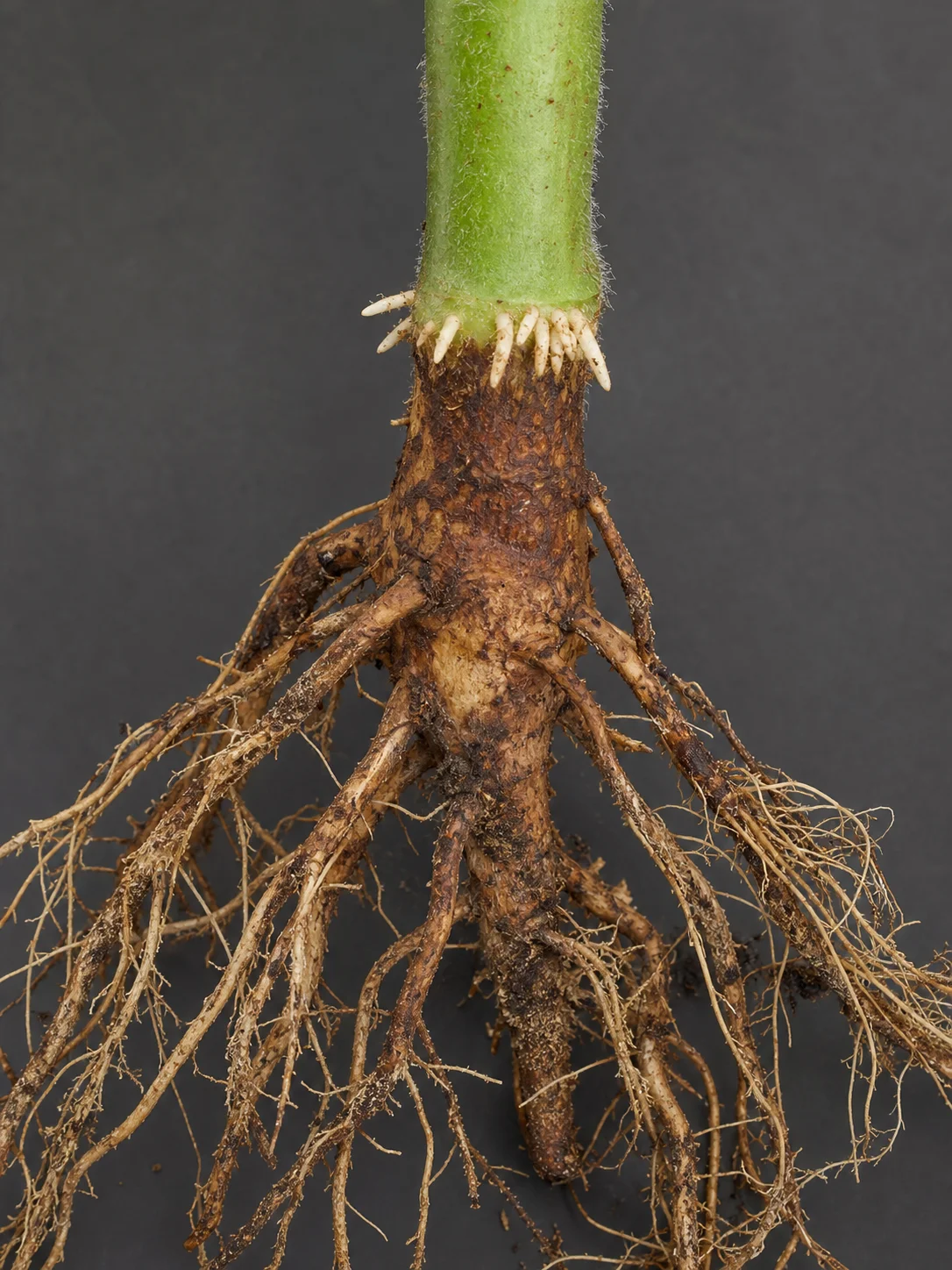 Fusarium voet- en wortelrot - tomaat, oefenbeeld uit de AgriLearn-beeldenbank