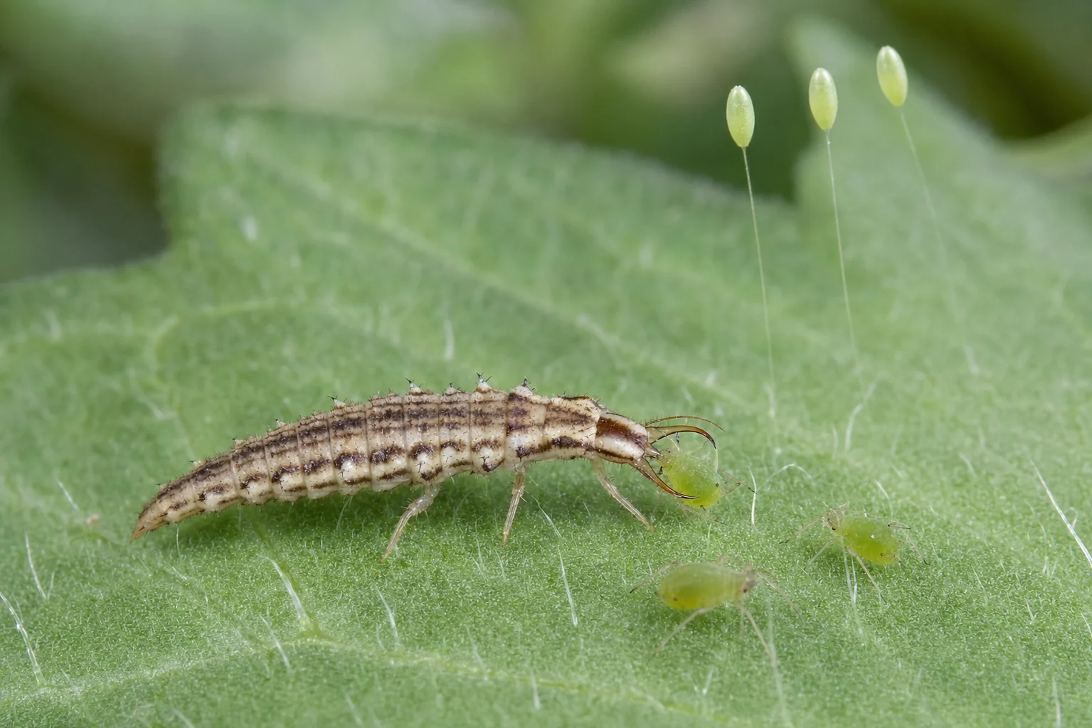 Gaasvlieg, oefenbeeld uit de AgriLearn-beeldenbank