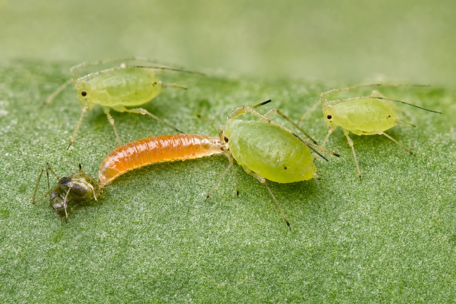 Galmug - Aphidoletes, oefenbeeld uit de AgriLearn-beeldenbank
