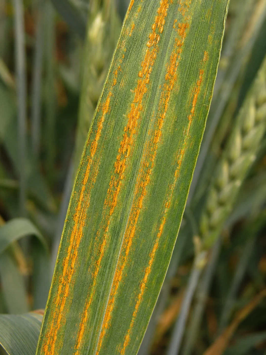 Gele roest, oefenbeeld uit de AgriLearn-beeldenbank