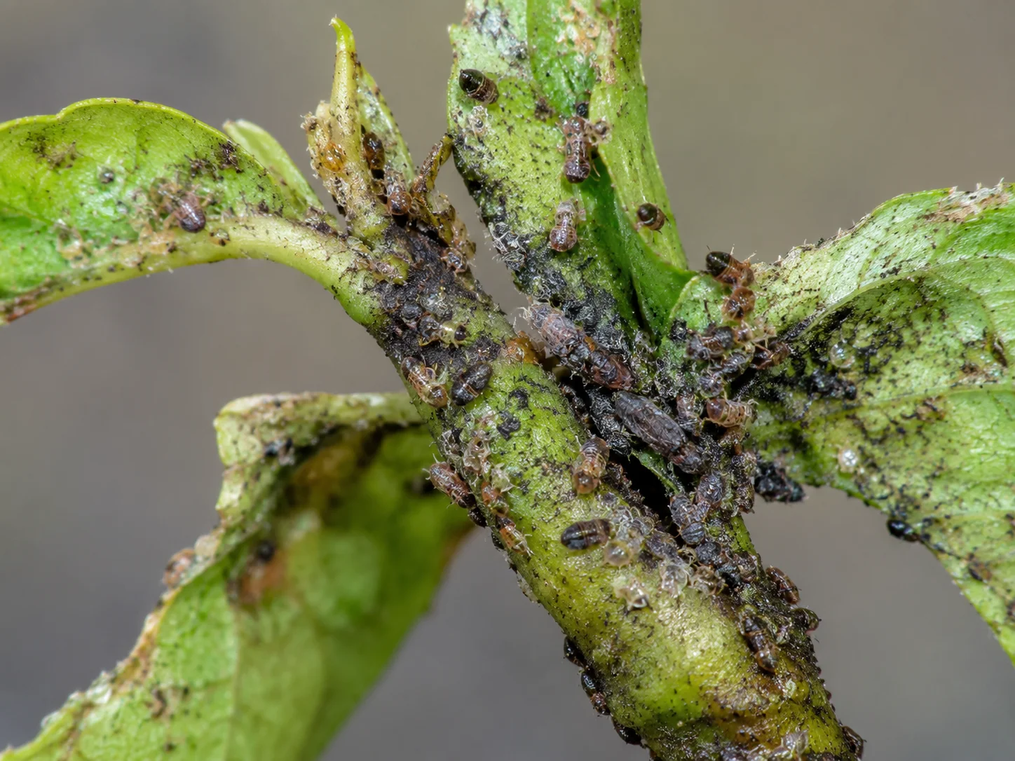 Gewone perenbladvlo en kleine perenbladvlo, oefenbeeld uit de AgriLearn-beeldenbank