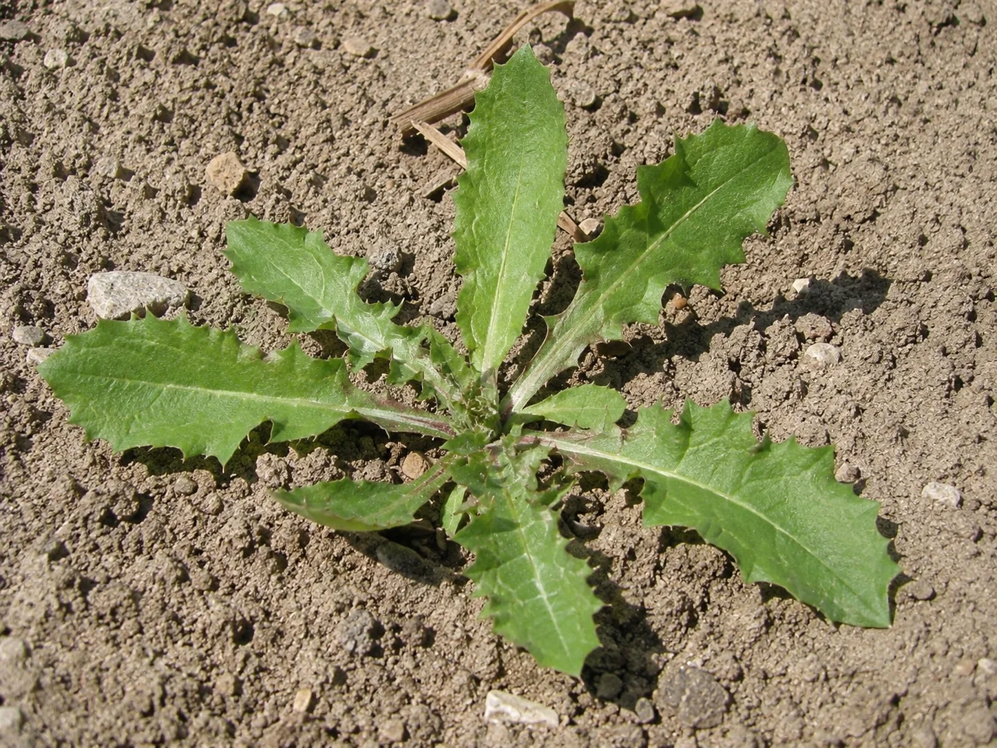 Gewone melkdistel, oefenbeeld uit de AgriLearn-beeldenbank