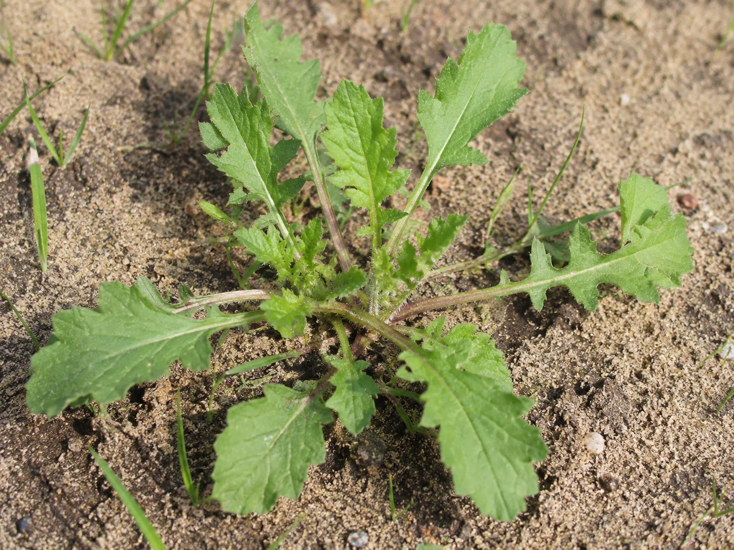 Gewone raket, oefenbeeld uit de AgriLearn-beeldenbank