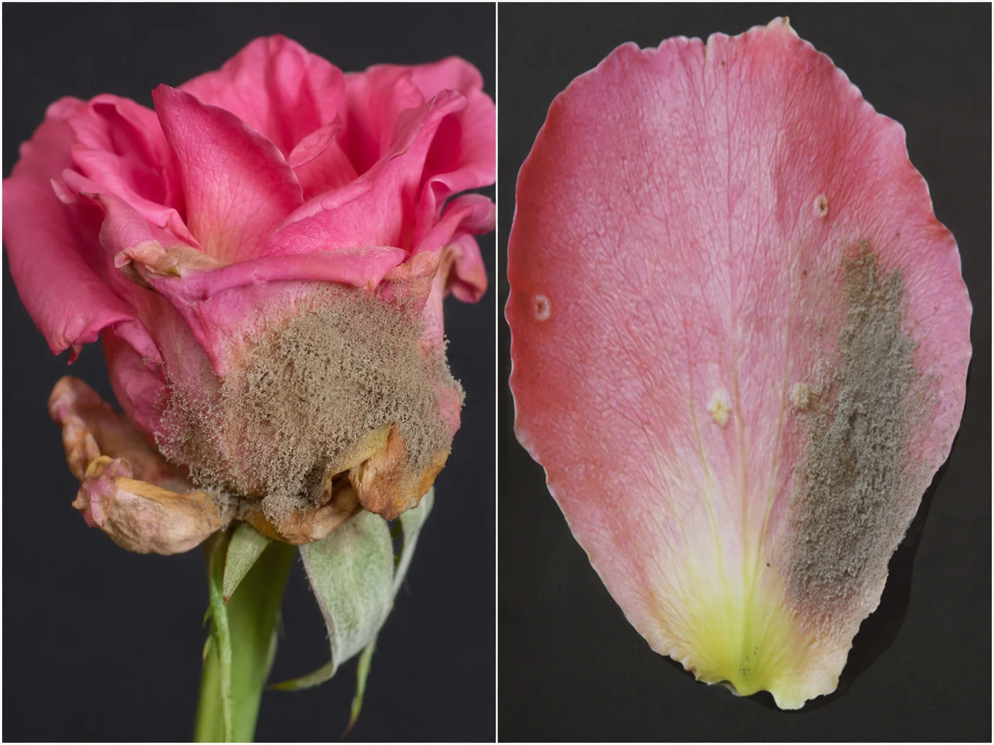 Grauwe schimmel - Botrytis - roos, oefenbeeld uit de AgriLearn-beeldenbank
