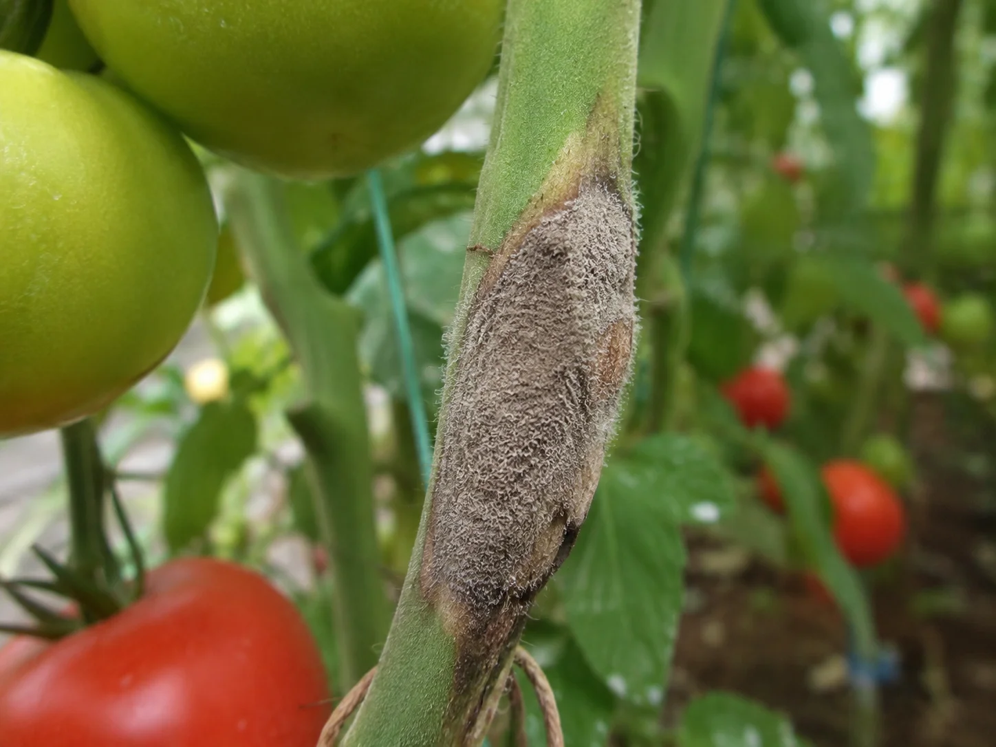 Grauwe schimmel - Botrytis, oefenbeeld uit de AgriLearn-beeldenbank