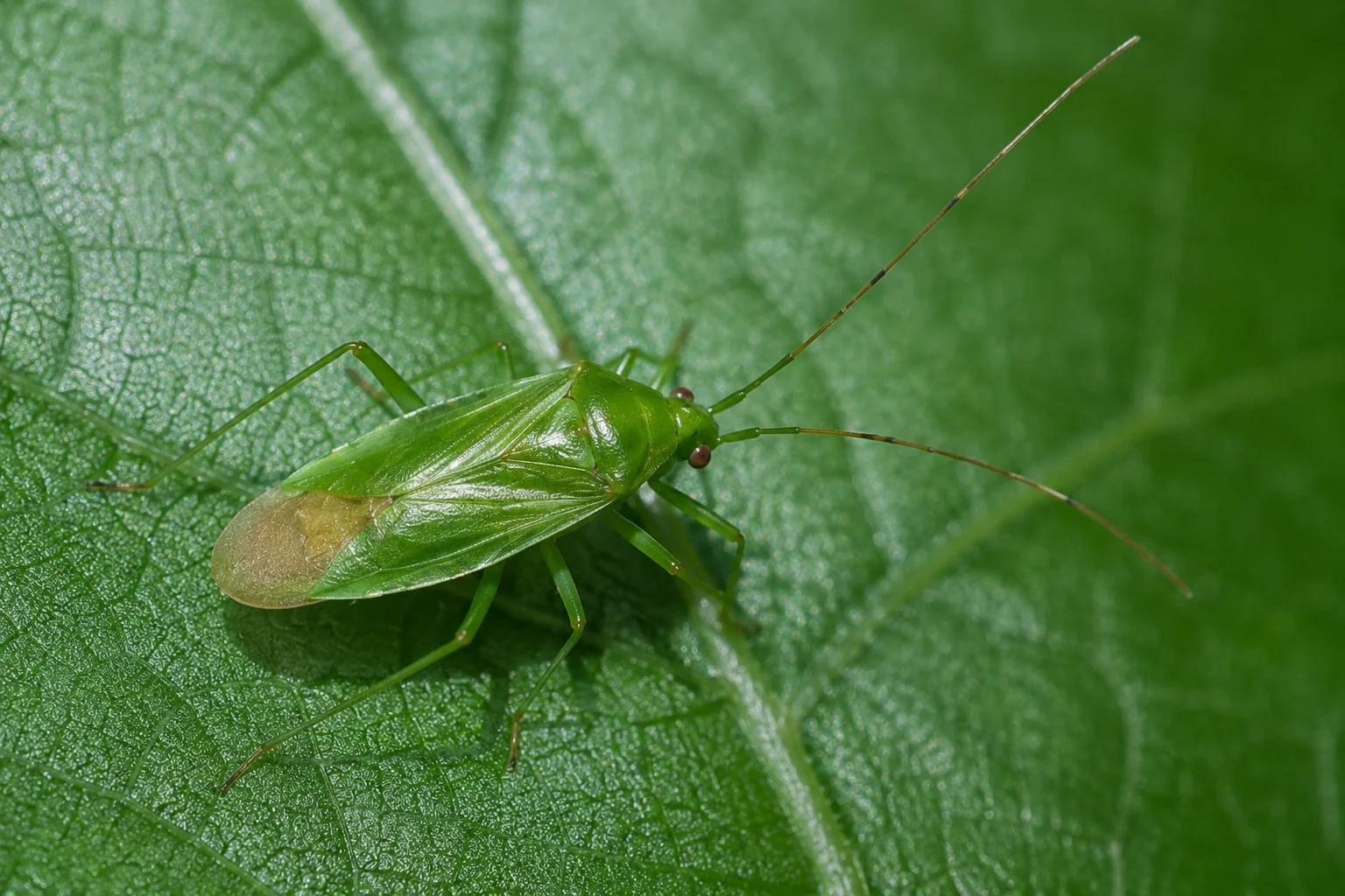 Groene appelwants, oefenbeeld uit de AgriLearn-beeldenbank