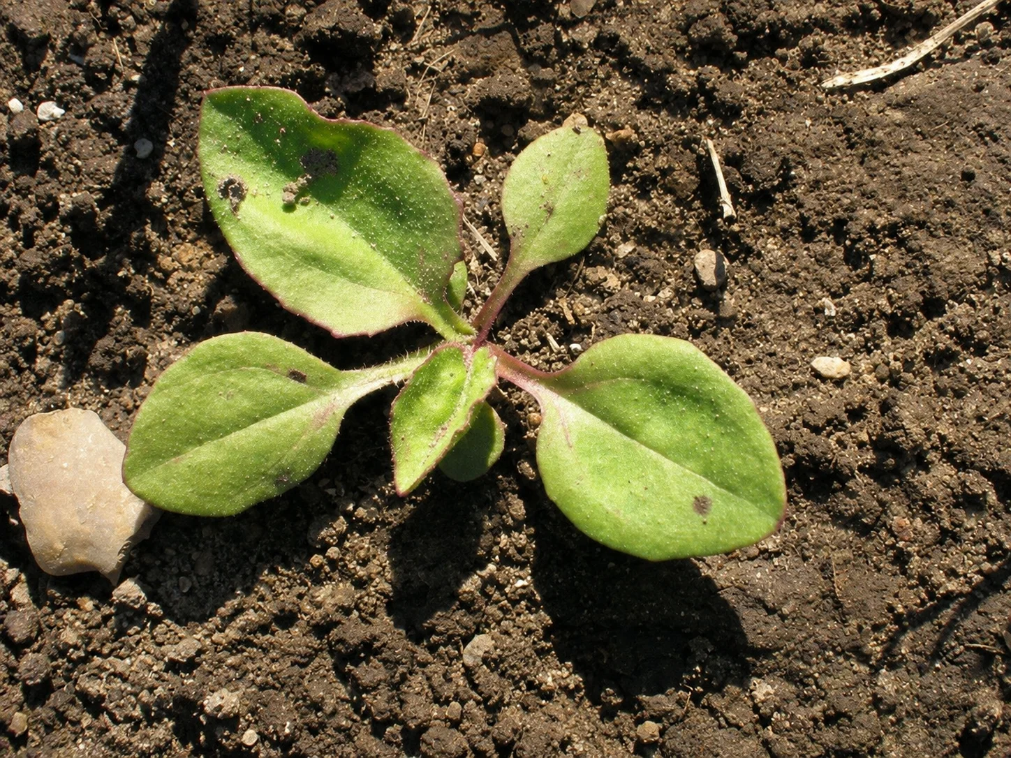 Grote weegbree, oefenbeeld uit de AgriLearn-beeldenbank
