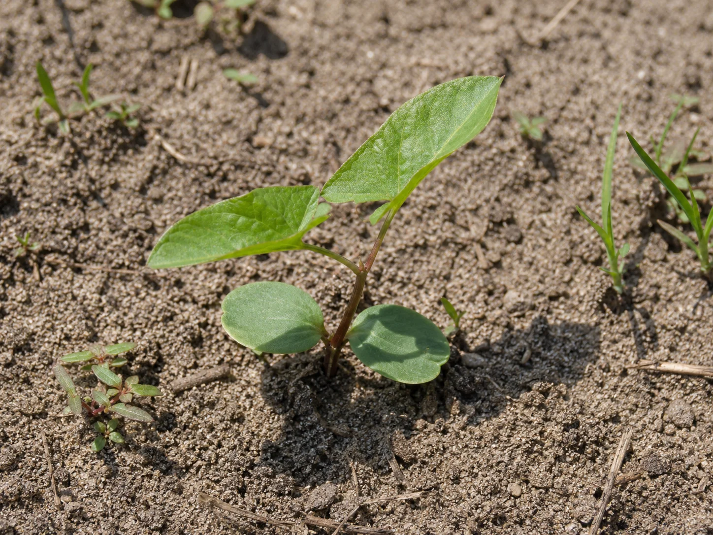 Haagwinde, oefenbeeld uit de AgriLearn-beeldenbank