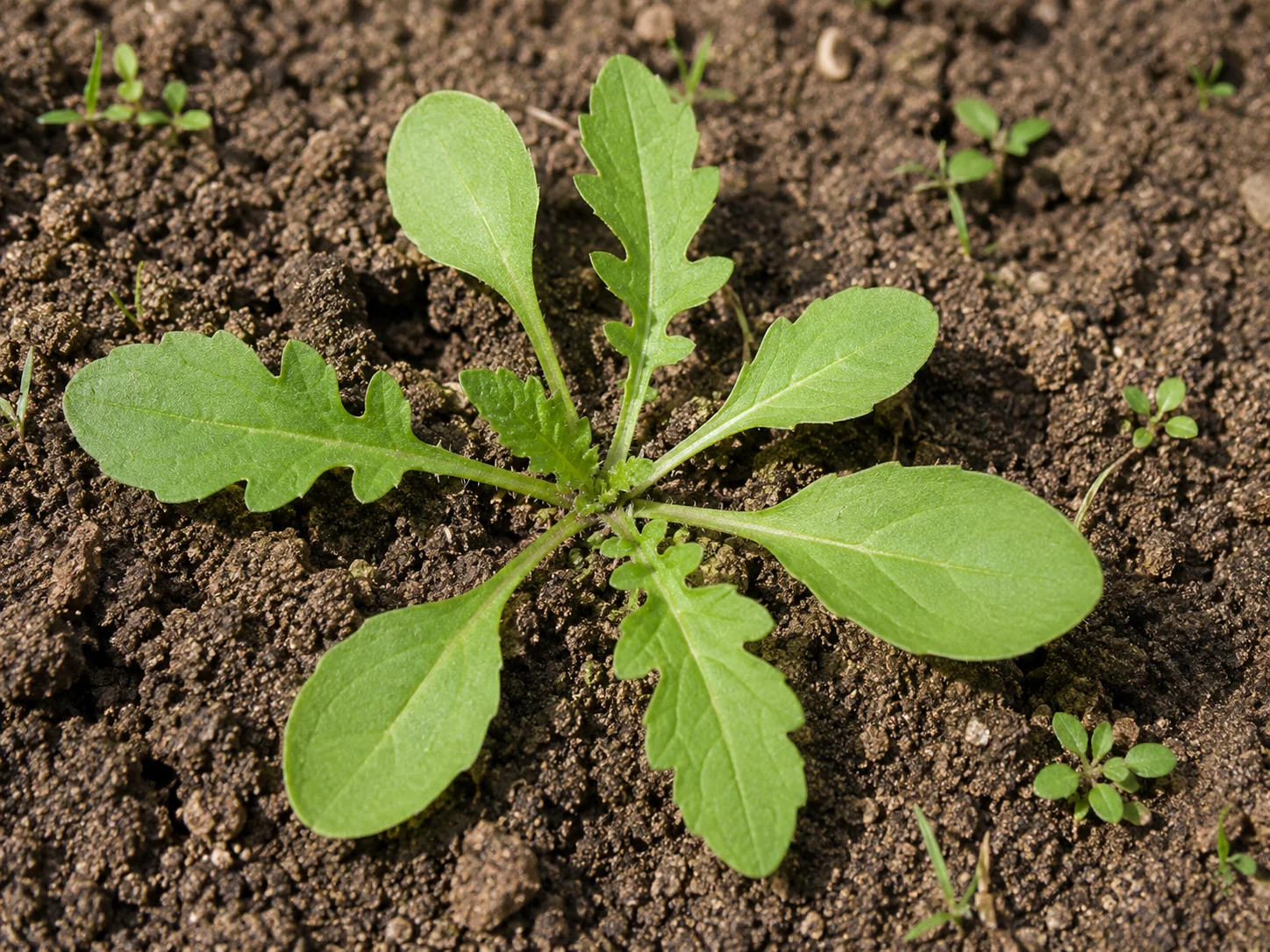 Herderstasje, oefenbeeld uit de AgriLearn-beeldenbank