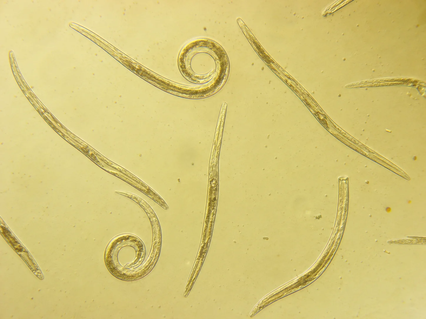 Insectenparasitaire aaltjes, oefenbeeld uit de AgriLearn-beeldenbank