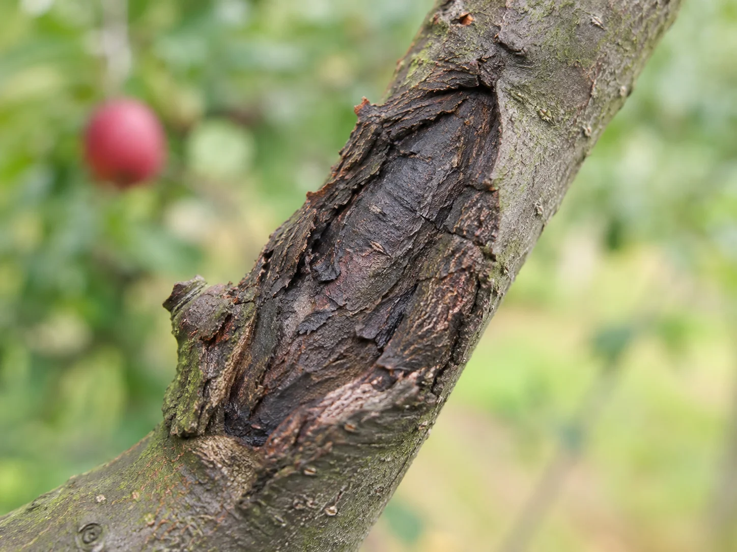 Kanker - appel - peer, oefenbeeld uit de AgriLearn-beeldenbank