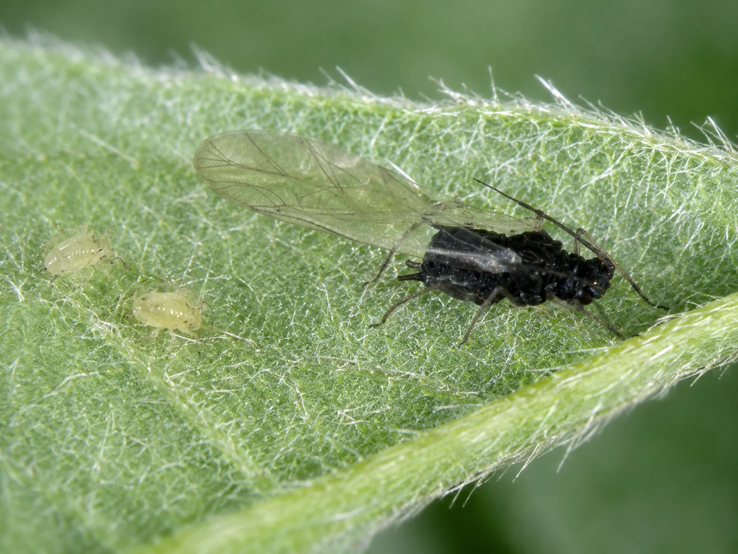 Katoenluis, oefenbeeld uit de AgriLearn-beeldenbank