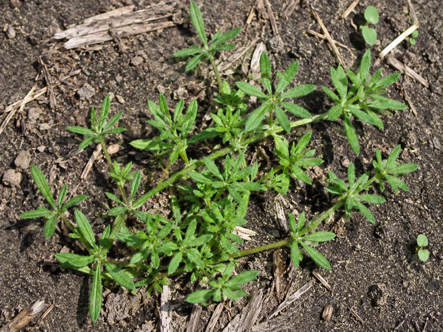 Kleefkruid, oefenbeeld uit de AgriLearn-beeldenbank