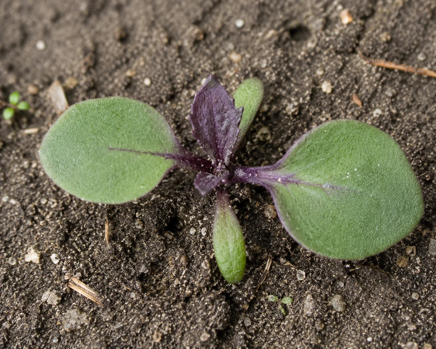 Klein hoefblad, oefenbeeld uit de AgriLearn-beeldenbank