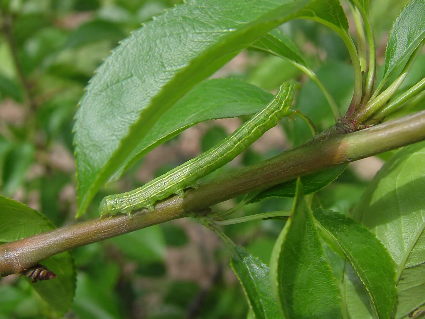 Kleine wintervlinder, oefenbeeld uit de AgriLearn-beeldenbank